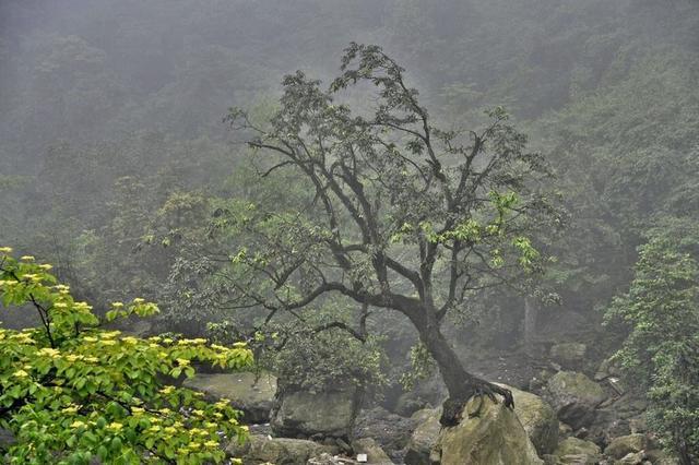 世界最神奇的树，悬在两座大山之间，没土却活了上百年