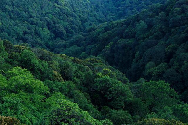 广东最美原始森林景区,树上竟藏着温泉,距广州仅2小时却鲜有人知!