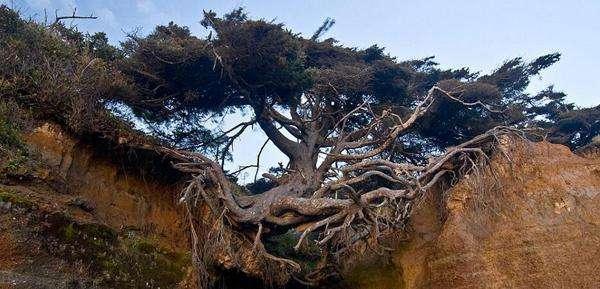 世界最神奇的树，悬在两座大山之间，没土却活了上百年