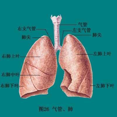 第一癌症肺癌有哪些原因？医生提醒：5项措来预防，5项检查确诊