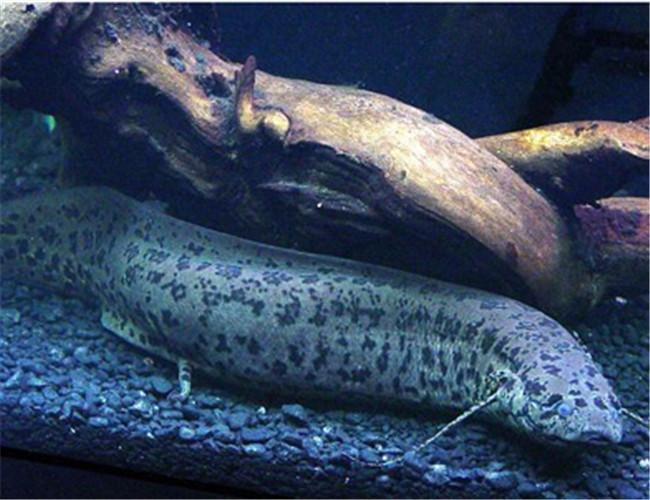世界上最奇怪的鱼，离开水还能存活很多年，鱼中的小霸王