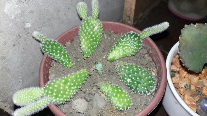 仙人掌长刺并不只是为了保护自己，功能可多了，没事别乱碰它