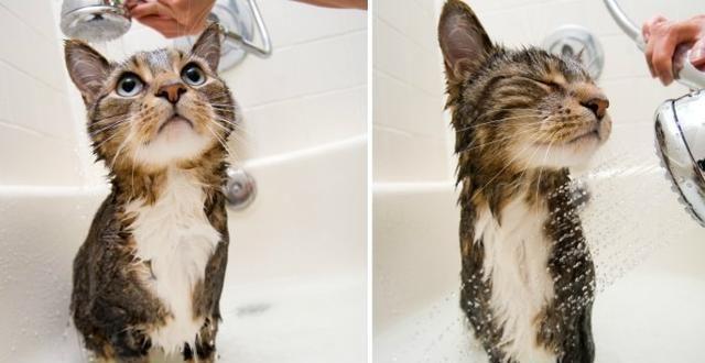 多久给猫洗一次澡？给猫洗澡的正确步骤