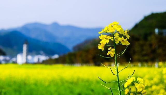 想感受，春日的美好？五里界李家店村的油菜花了解一下