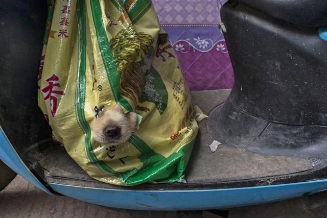 6月21日广西玉林狗肉节如期举行？国际动保组织救出10只小狗
