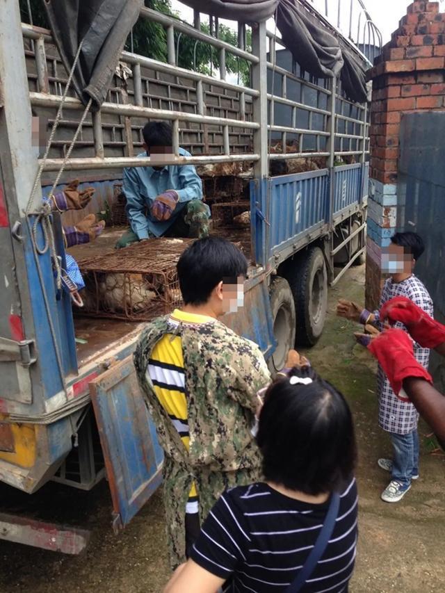 6月21日广西玉林狗肉节如期举行？国际动保组织救出10只小狗