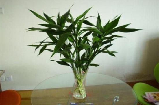 家居风水：不宜放植物的位置，花瓶摆放的风水植物，风水画的禁忌