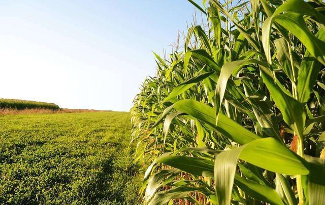 农业农村部拟颁发一批农业转基因生物安全证书 涉及玉米大豆