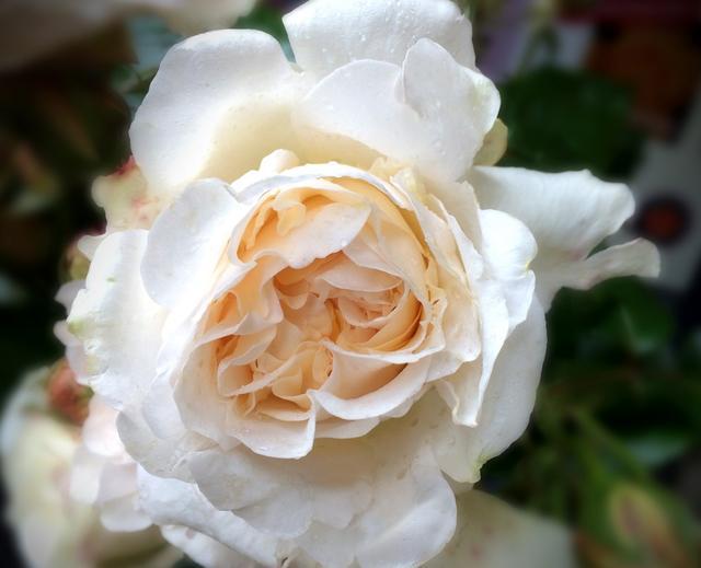 连花都赏不起，劳斯莱斯用8年培育“幻影玫瑰”，全球独一无二