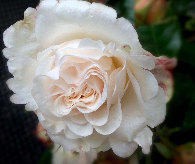 连花都赏不起，劳斯莱斯用8年培育“幻影玫瑰”，全球独一无二