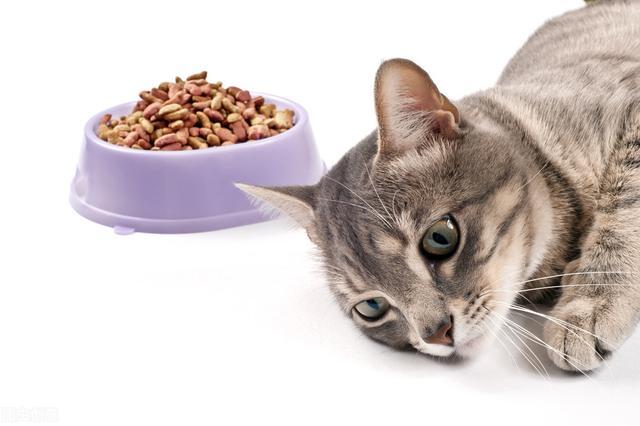 猫咪“挑食”不吃猫粮怎么办？3个方面教你轻松解决