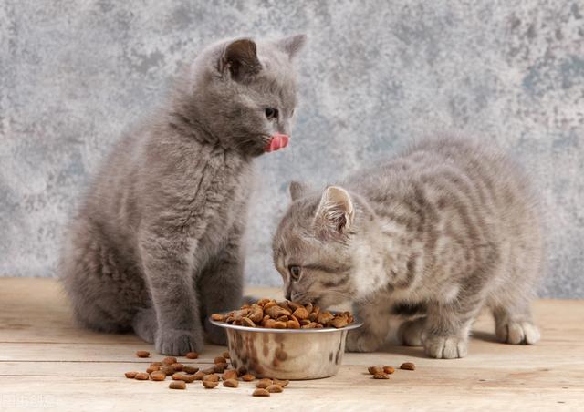猫咪“挑食”不吃猫粮怎么办？3个方面教你轻松解决
