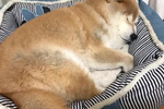 胖柴喜欢躺主人怀里睡觉,还一脸嘚瑟的表情:还以为自己是宝宝?