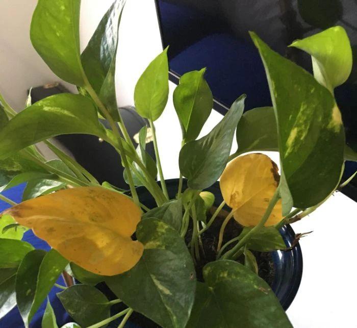 ​室内植物叶子发黄掉落，盆栽叶黄常见原因和解决的方法总结