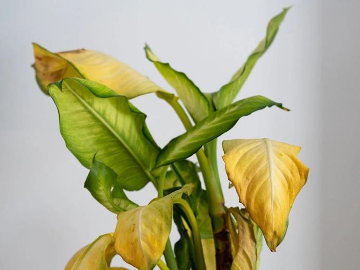 ​室内植物叶子发黄掉落，盆栽叶黄常见原因和解决的方法总结