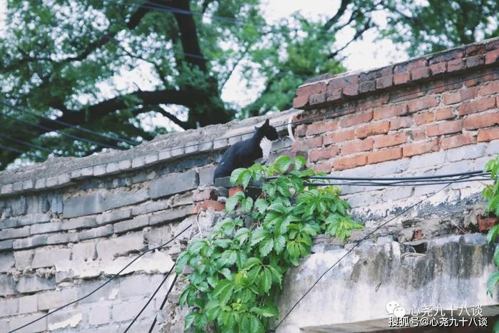 最恐今日一别成永诀，哪怕断壁残垣也热爱 | 京师大学堂旧址拍照