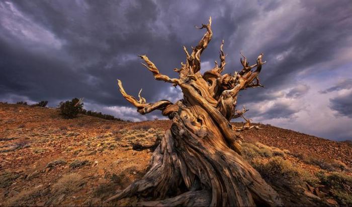 ​ 世界上寿命最长的树，已经活了4800亿年了，你见过吗？