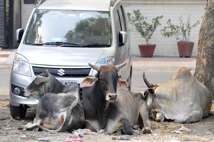 直击：印度人爱牛粪的种种怪异行为