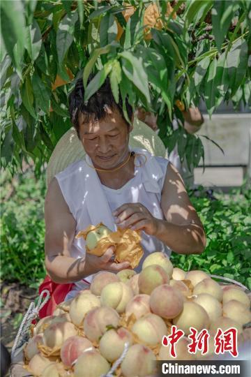 奉化桃农采摘水蜜桃。奉化新闻办提供