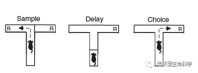 技术干货 | 详解6大动物行为学之学习记忆研究方法