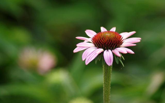 这花耐热又好养，养在院里颜值高，名叫松果菊不常见却耐看