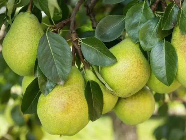 夏季干燥，常吃4种水果，不仅保护皮肤，还能淡化色斑抗衰老！