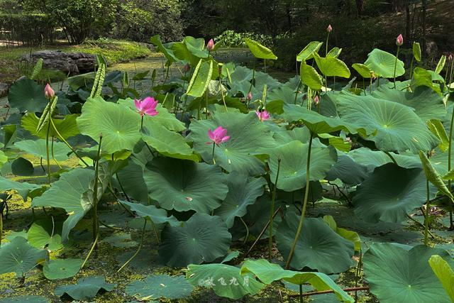 北京夏天荷花季，9个公园赏花，有5个不收费