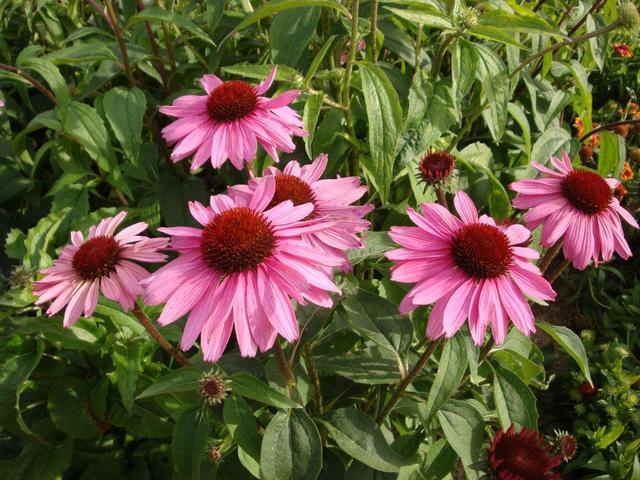 这花耐热又好养，养在院里颜值高，名叫松果菊不常见却耐看