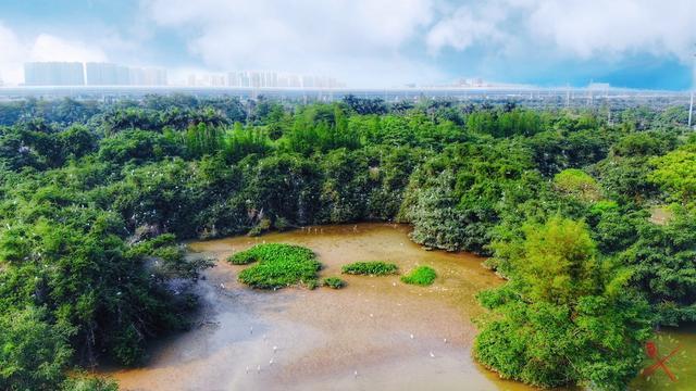 1棵500年榕树占地20亩，100多种鸟类的家园，就是广东的小鸟天堂