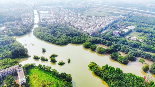 1棵500年榕树占地20亩，100多种鸟类的家园，就是广东的小鸟天堂