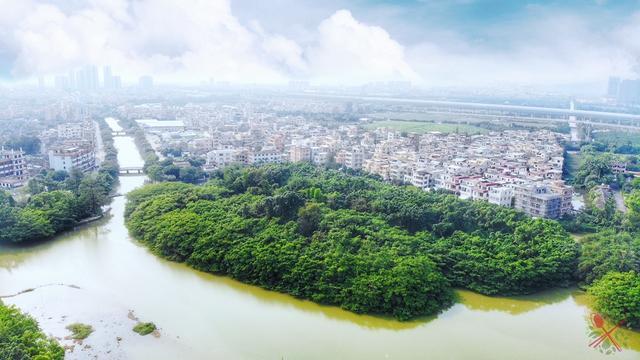 1棵500年榕树占地20亩，100多种鸟类的家园，就是广东的小鸟天堂