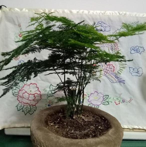 盆栽植物该如何筛选适宜的花盆？切记"3点"，阳台放心养花