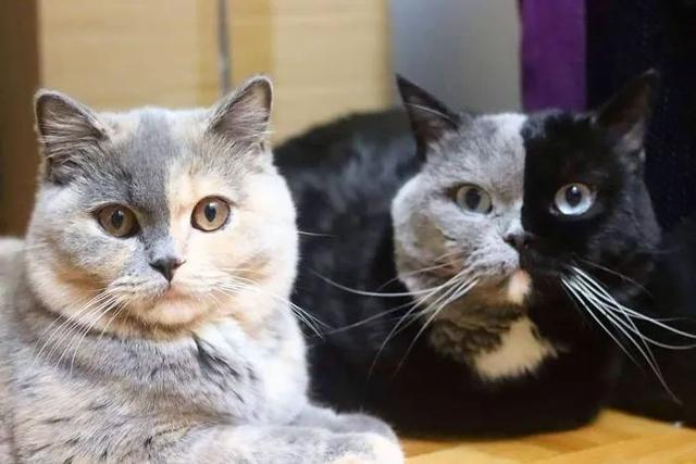 世界上最罕见的双面猫喜当爹！幼崽精准遗传，网友：看出来是亲生