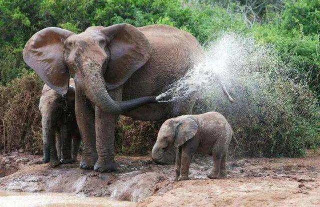 大象的寿命有多长？有的甚至能活200年？是真的吗！