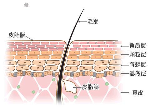 脸色暗沉粗糙，应该去角质？