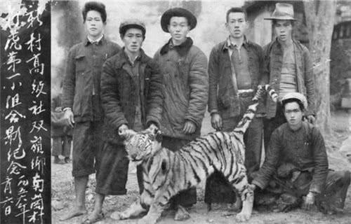 华南虎是怎么消失的，为何60多年前，我国人民要疯狂打虎