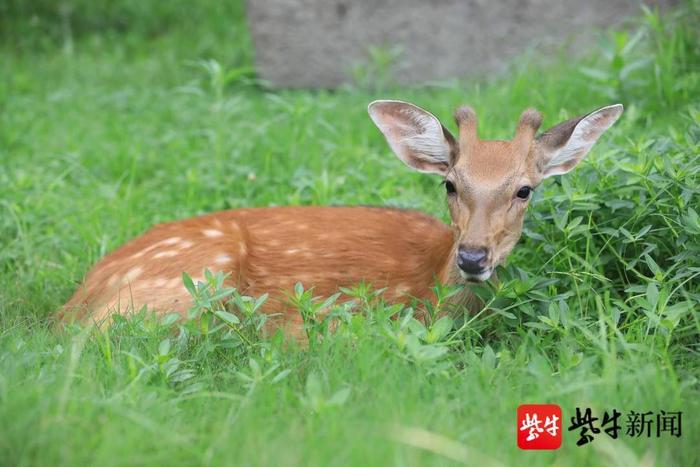 快来喂小鹿，南京明孝陵把“梅花山 梅花谷 梅花鹿”集齐了！