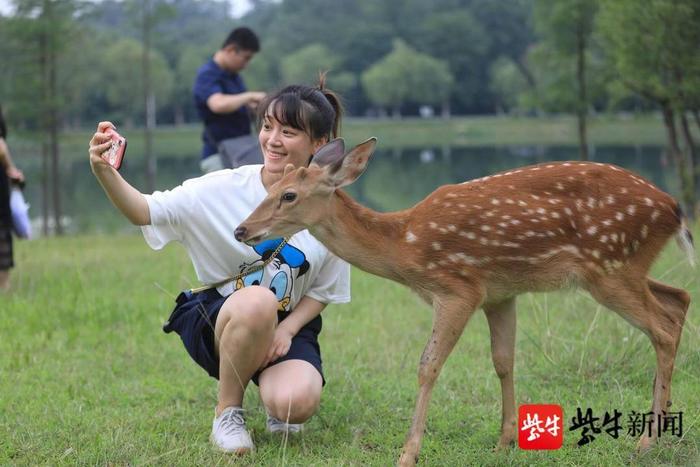 快来喂小鹿，南京明孝陵把“梅花山 梅花谷 梅花鹿”集齐了！