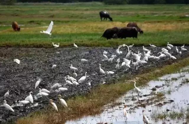 广东十大最美湿地公园