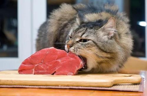 猫咪吃什么能增肥?这几种食物,能让猫咪长得胖胖的