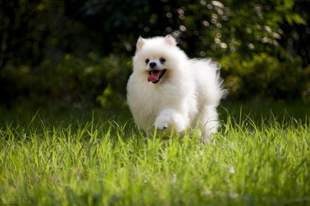 适合公寓饲养的“小型犬”，第一名很常见！有你喜欢的狗狗吗？