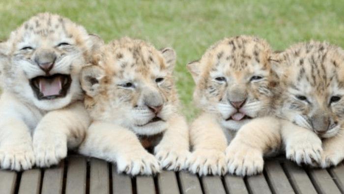 老虎和狮子结合，生下4只罕见的狮虎兽，体型庞大没有生育能力