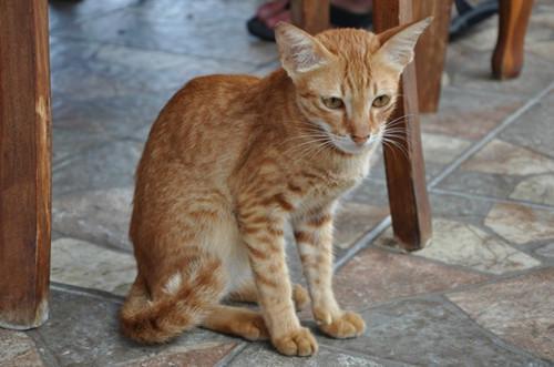 猫咪吃什么能增肥?这几种食物,能让猫咪长得胖胖的