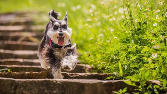 适合公寓饲养的“小型犬”，第一名很常见！有你喜欢的狗狗吗？