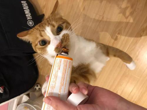 猫咪吃什么能增肥?这几种食物,能让猫咪长得胖胖的