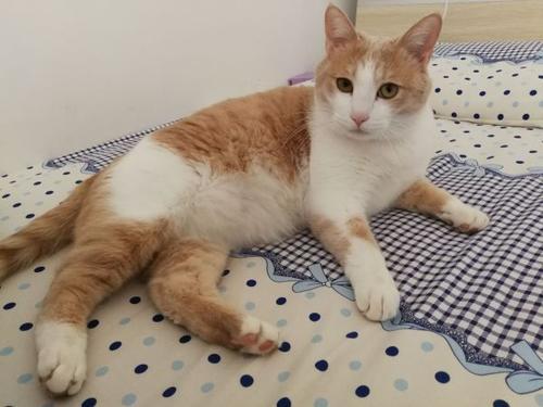 猫咪吃什么能增肥?这几种食物,能让猫咪长得胖胖的