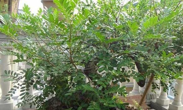 土豪级盆景｜清香木，夏季家里搁置2盆驱蚊，它还能不停升值