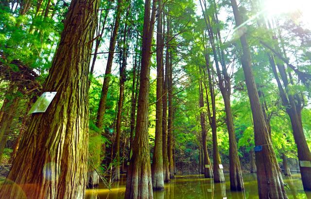 湖南被忽略的一处公园，是省级森林公园，形成特有的小气候环境