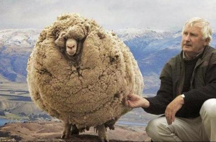羊走丢7年后自己回家，剪下羊毛足足有50斤，结果却让人意外