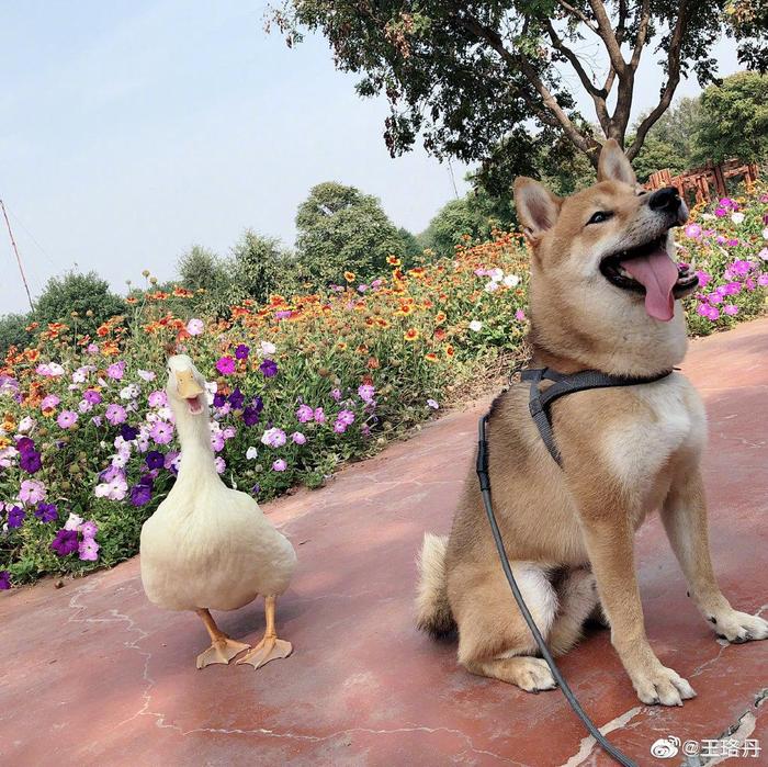 王珞丹的鸭子找到了，但是已经……，太气人了吧！！！